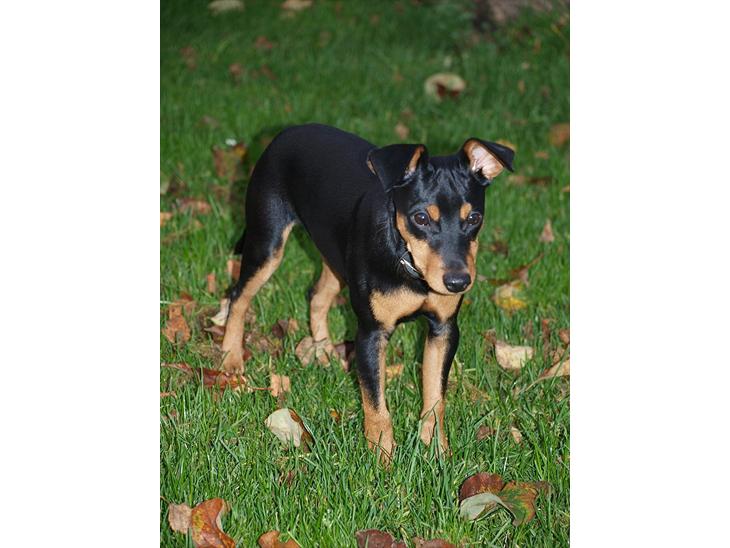 {{currentPhoto.altText}} billede {{currentPhoto.number}}