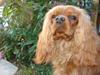 Cavalier king charles spaniel Tjalfe (Røges Little Fighter)
