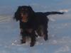 Cavalier king charles spaniel Luna