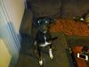 Blanding af racer Sigu [Tidl. hund]