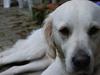 Golden retriever Frida:)<3