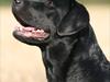 Labrador retriever Freya [ Himmelhund]