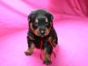 Rottweiler Ballou Basco [Tidl. hund]