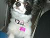 Papillon Lucy