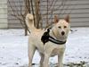 Canaanhund chancos naud(nanok)