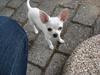 Chihuahua pitit