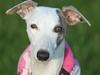 Whippet Snehvid'e Freya