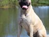 Bullmastiff > Benjamin <