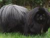 Pekingeser Boss
