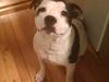 Staffordshire bull terrier Buster