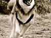 Siberian husky Foxy