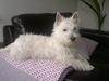 West highland white terrier Airas Gucci (Maddie)