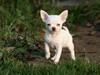 Chihuahua Honey Paj´s Yvain Yuzzlebug
