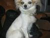 Chihuahua Tutte [Tidl. hund]