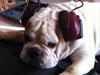 Engelsk bulldog shark