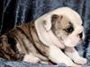 Engelsk bulldog Maggie