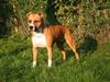 Amerikansk staffordshire terrier DKCH GreatVikingsYouMakeItReal