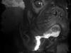 Fransk bulldog Mona
