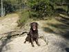 Labrador retriever Jeppe