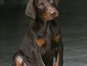 Dobermann Be-Barong Dumbledore aka Eddie