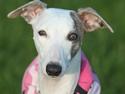 Whippet Snehvid'e Freya