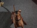 Dvaergpinscher Jazz