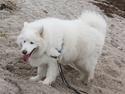 Samojedhund Frosty