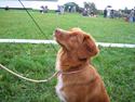 Nova scotia duck tolling retriever Malou