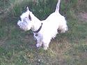 West highland white terrier Wagger (bor hos mor og far)