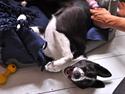 Border collie Penny