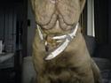 Shar pei Kenzo