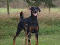 Dobermann GOF Brilliant Bibi