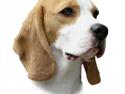 Beagle Melina
