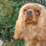 Cavalier king charles spaniel Tjalfe (Røges Little Fighter)