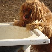 Cavalier king charles spaniel Tjalfe (Røges Little Fighter)