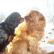 Cavalier king charles spaniel Tjalfe (Røges Little Fighter)