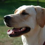 Labrador retriever Senta [BABY]