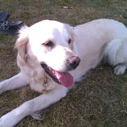 Golden retriever Frida:)<3