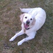 Golden retriever Frida:)<3