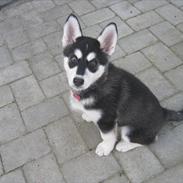 Siberian husky mishka