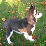 Siberian husky mishka