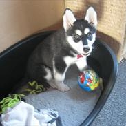 Siberian husky mishka