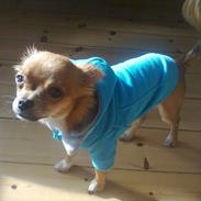 Chihuahua Muffi