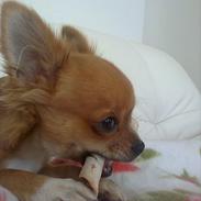 Chihuahua Muffi