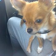 Chihuahua Muffi