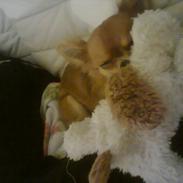Chihuahua Muffi