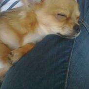 Chihuahua Muffi