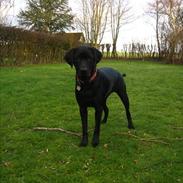 Labrador retriever Freya