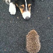 Border collie Jill