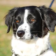 Border collie kvik